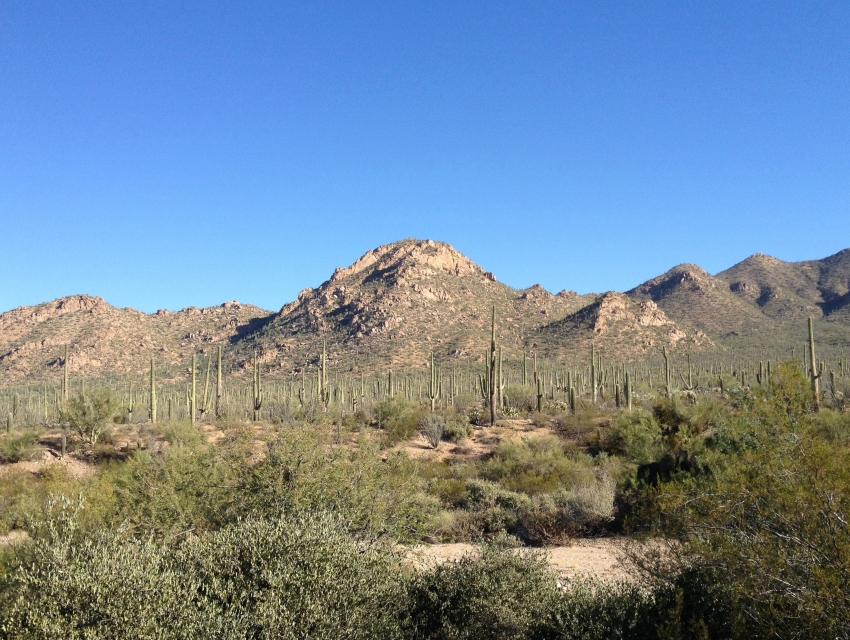 Cactus Forest Drive, Tucson cityseeker