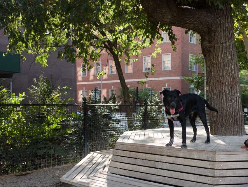 Unleash the Fun! Discover the 10 Best Dog Parks Hidden in NYC
