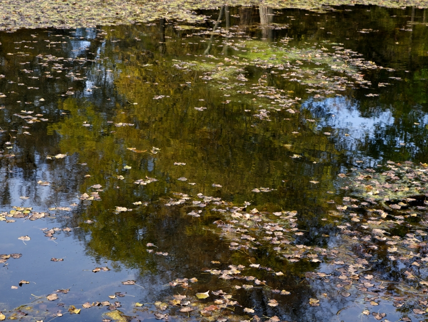 Silver Lake State Park, Castile cityseeker
