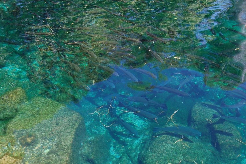 Rainbow Trout Farm, Sedona, eventseeker