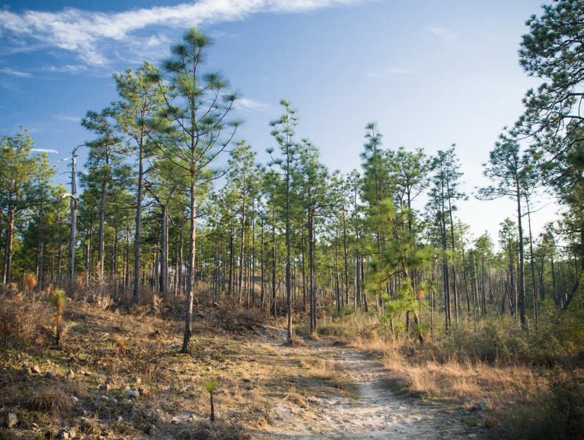 Kisatchie National Forest, Pineville cityseeker