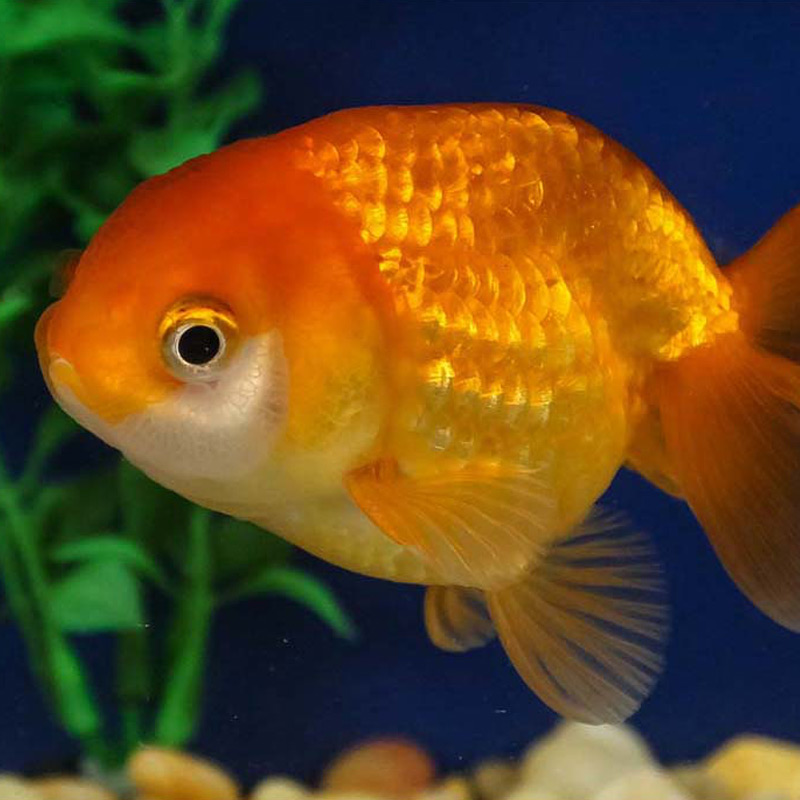 Ranchu Goldfish Next Day Koi