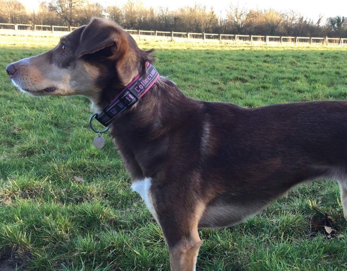 What is an Ideal Weight for your Dog?