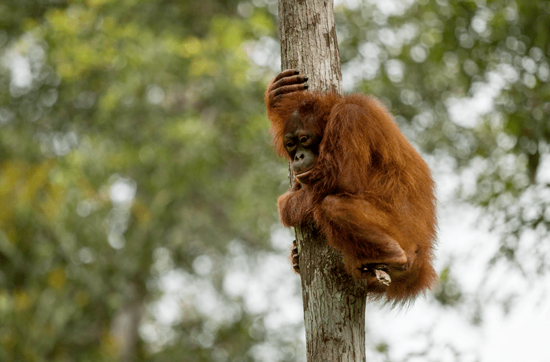 16062016 the impact of climate change on the orangutans