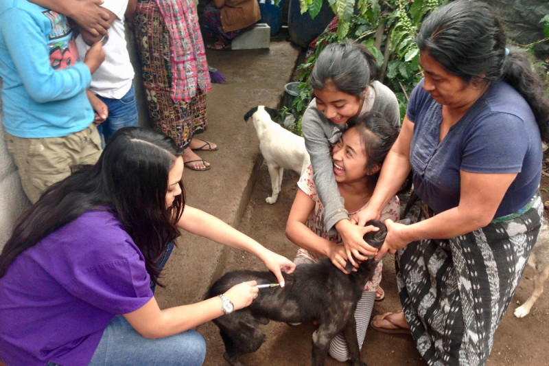 Fundraiser by Lisa De Mena Street Dog & Low Vet Clinic