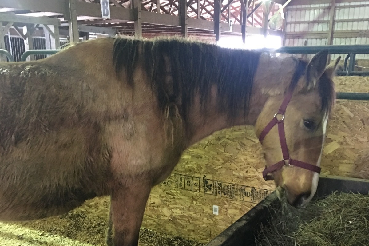 Fundraiser by Tricia Terry Starry Skies***Lenawee Horses