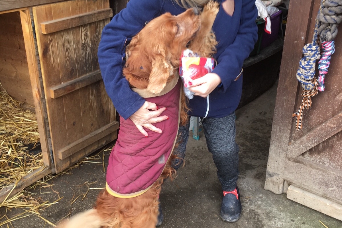 Fundraiser by Janice De Vear Metson Save the Diamonds Dog Sanctuary