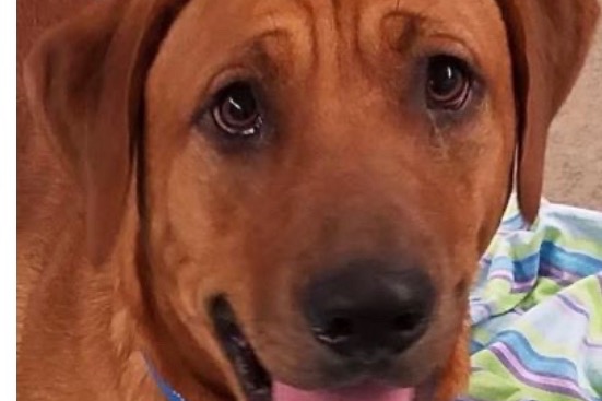 Fundraiser by Shawn Yates My dog bo needs surgery
