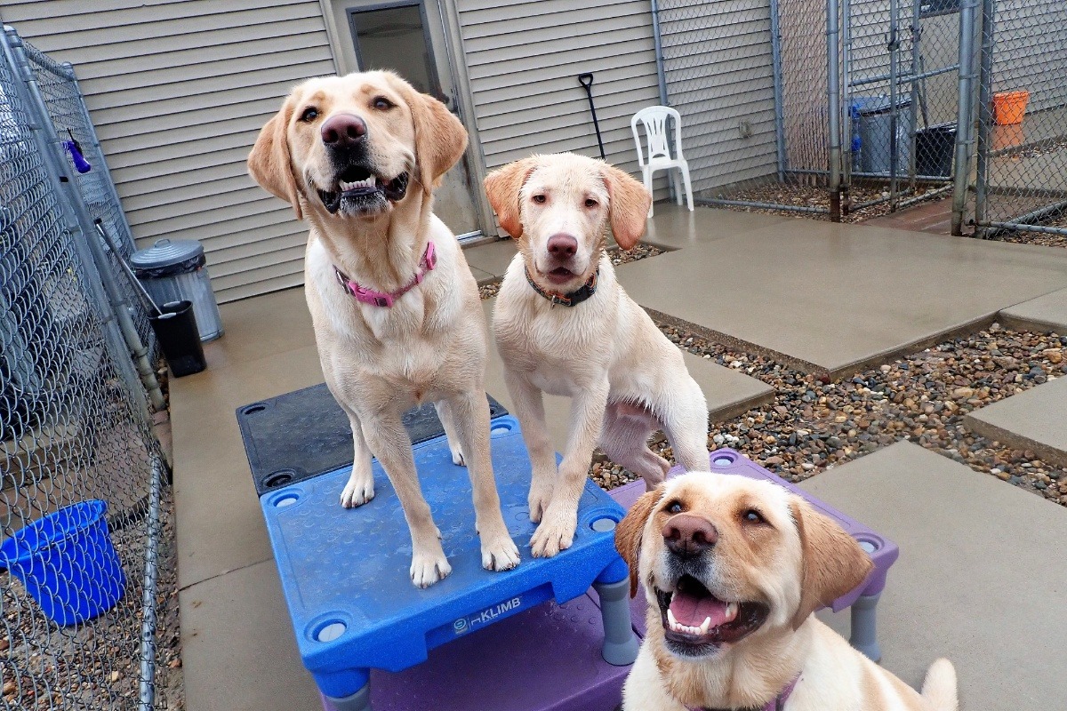 Fundraiser by Bradley Snell Just Dogs PlayCare COVID19