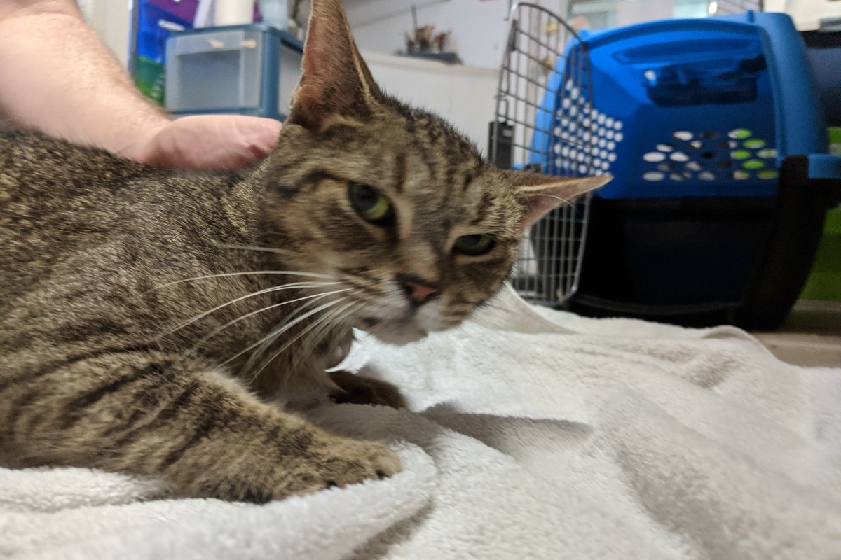Fundraiser by Eric O'Dell Feral cat rescue