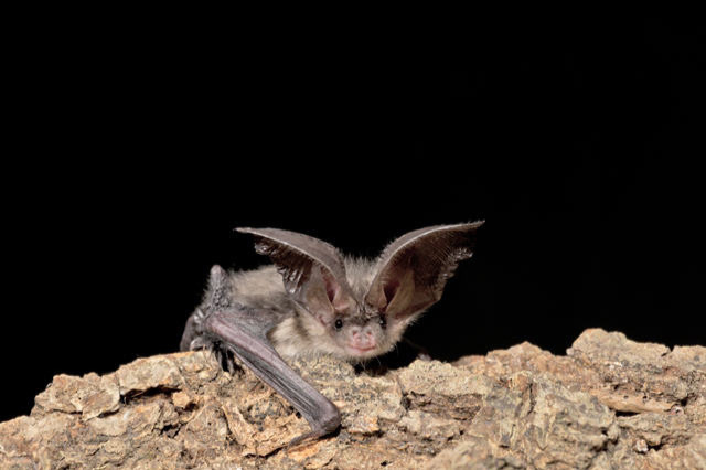 Fundraiser by Dee Lawlor Help a baby bat learn how to fly