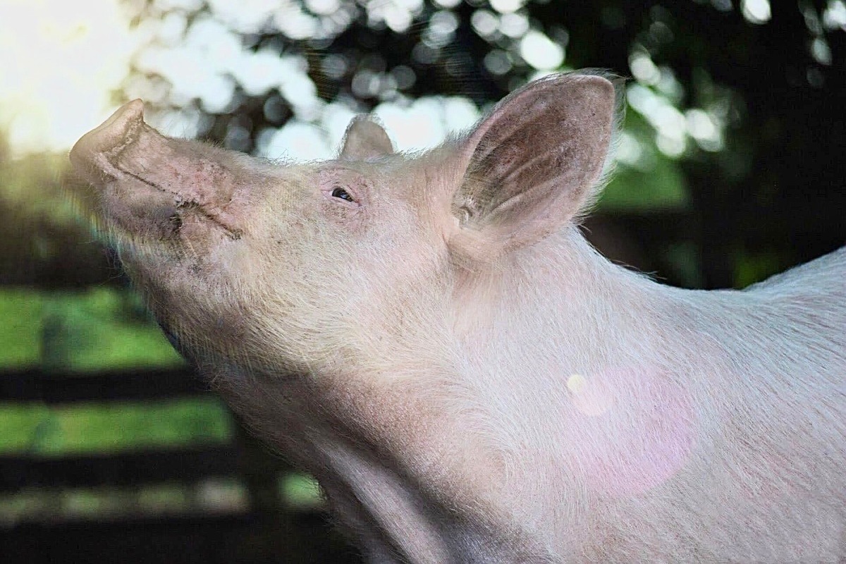 Fundraiser by Ethical Farming Ireland Pig Aware Ireland