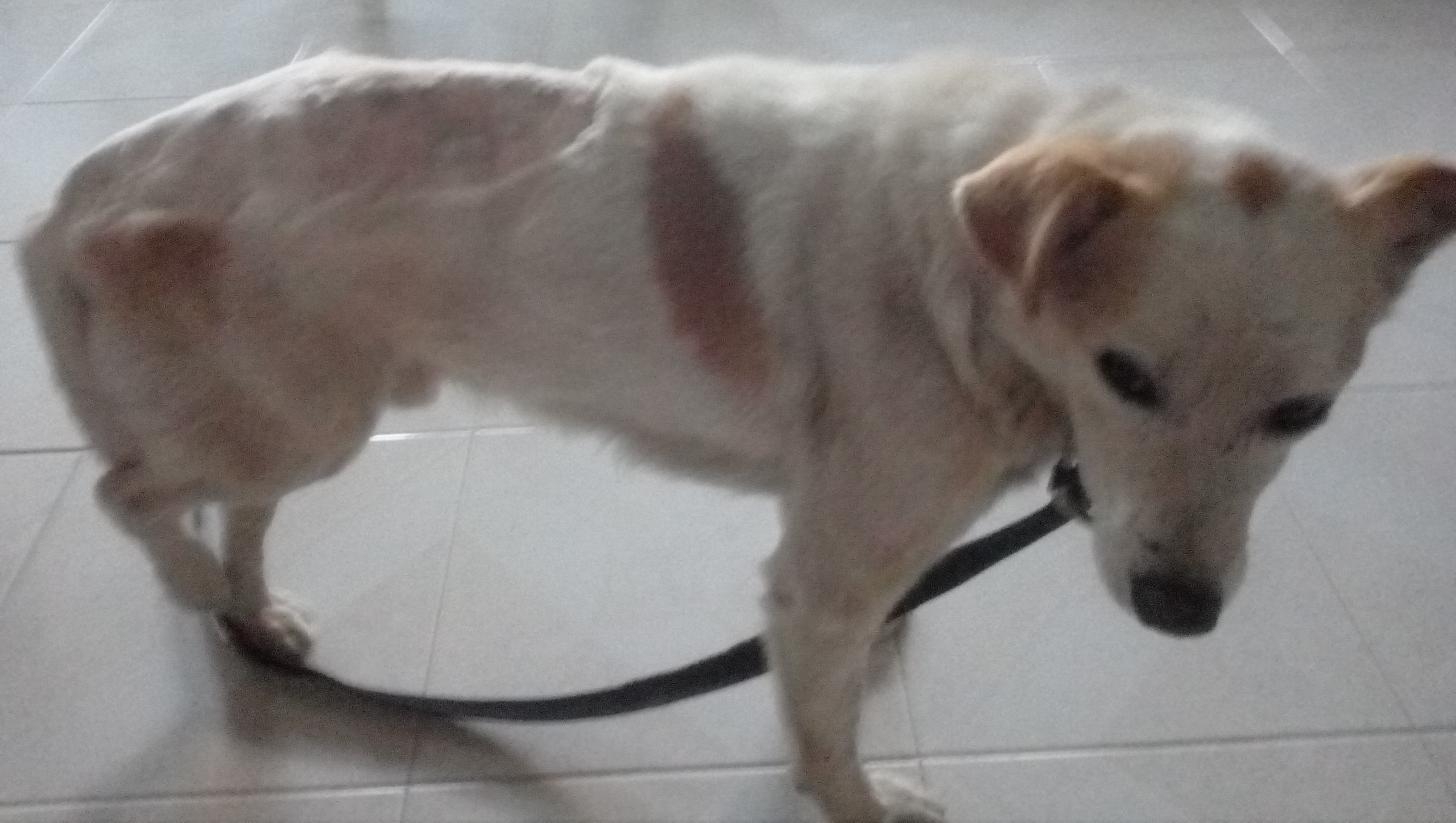 Fundraiser by Marie ISAIA Aidez un chien errant