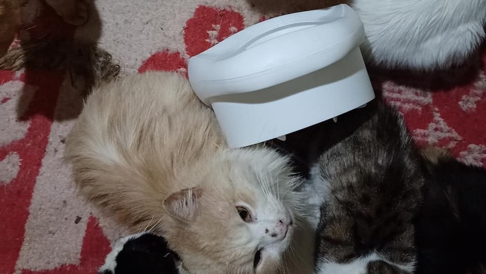 Fundraiser by Grace Barton Help for Titi Ramses rescue