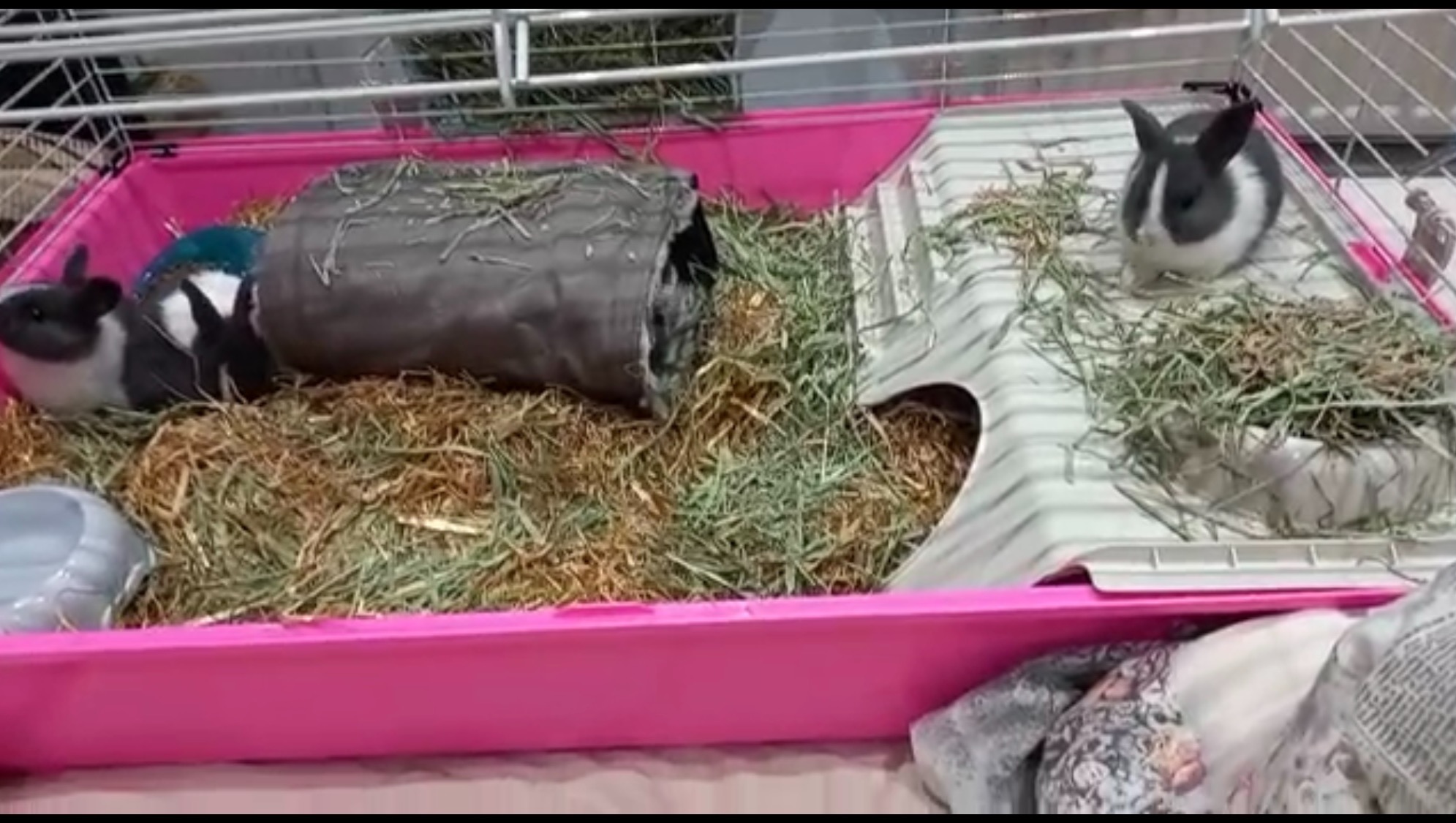 Fundraiser by Natasha Karsandi The gumtree baby bunny fund