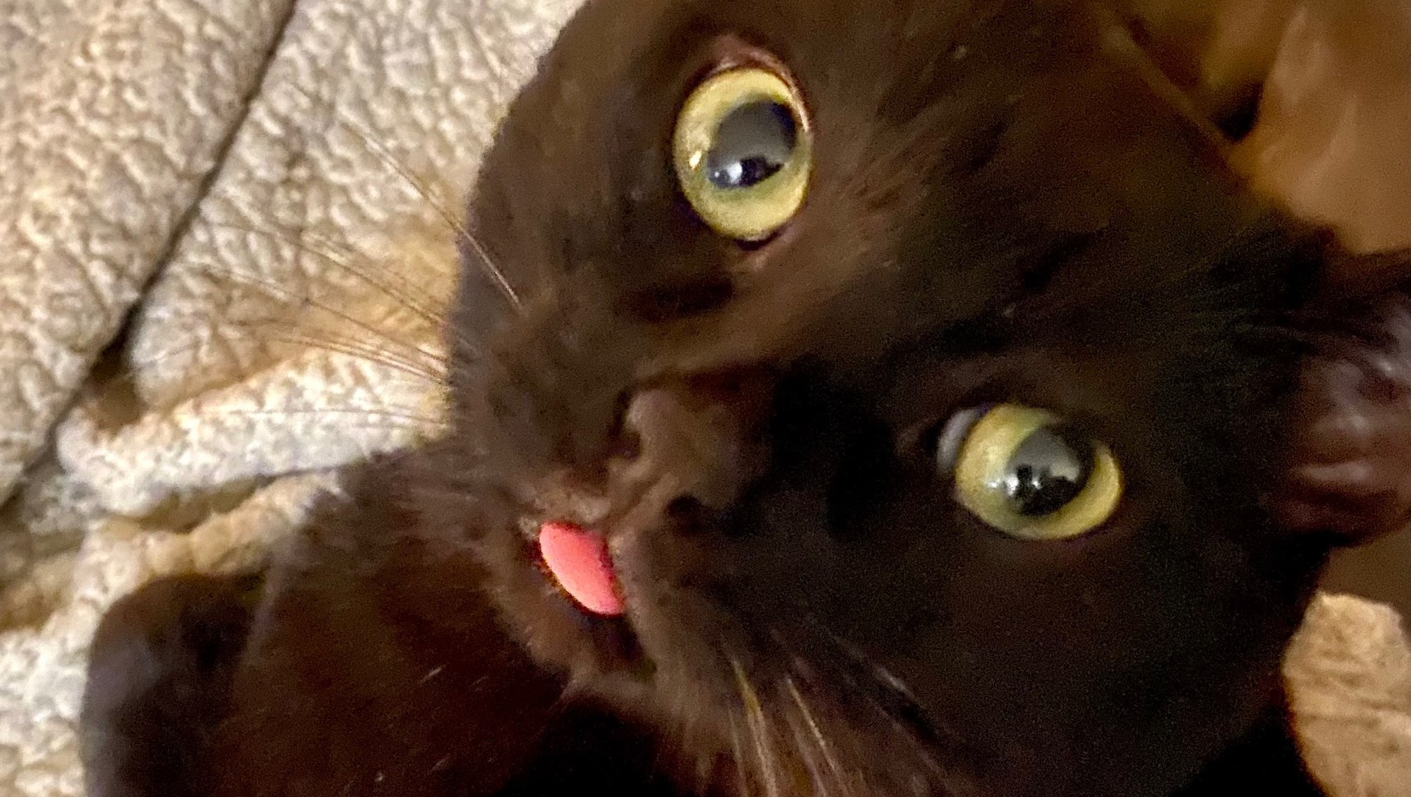 Fundraiser by Vicki Zands My cat can't poop! He needs Surgery.