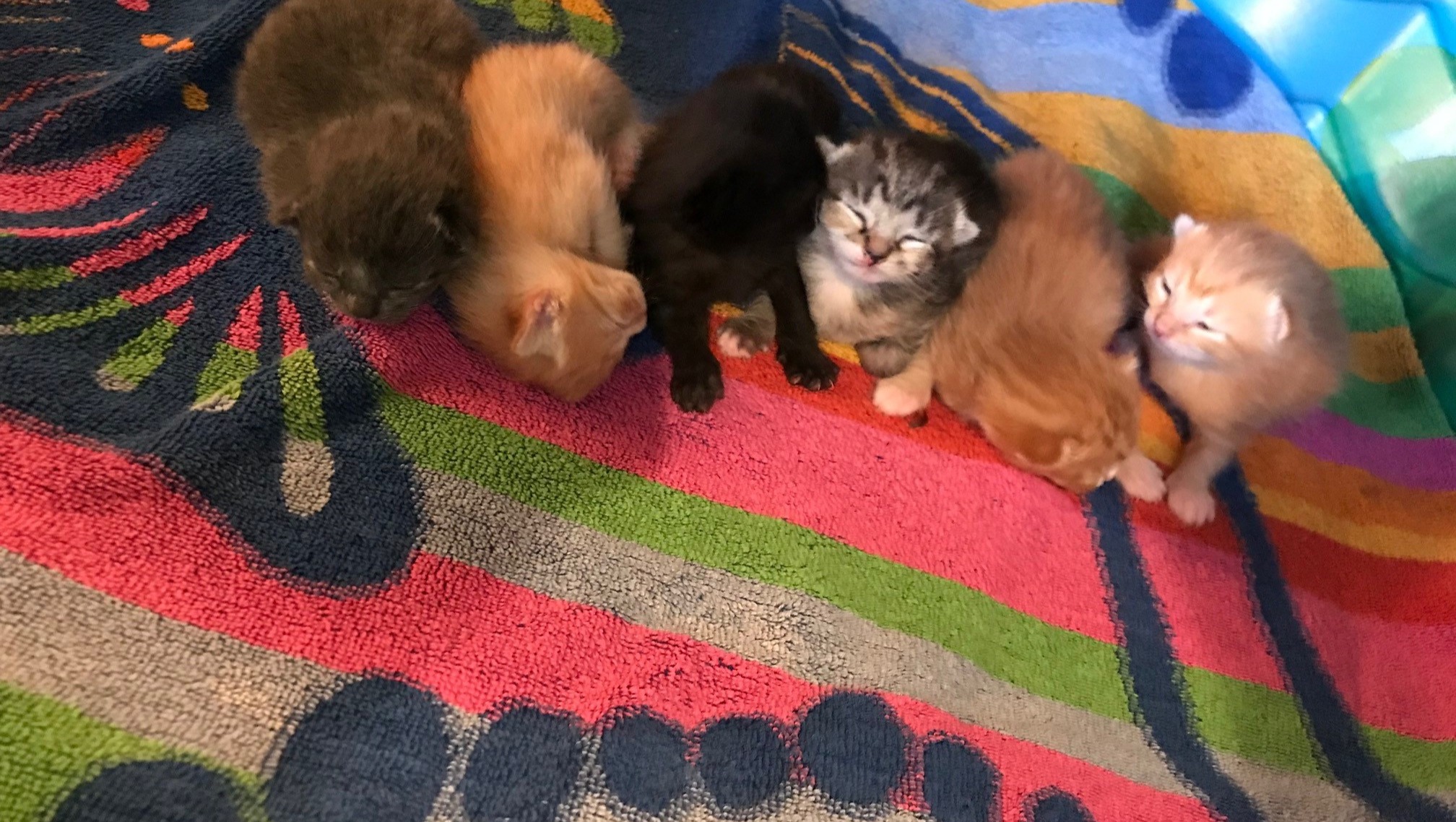 Fundraiser by Kings Cove Cats The Community Cats of Kings' Cove