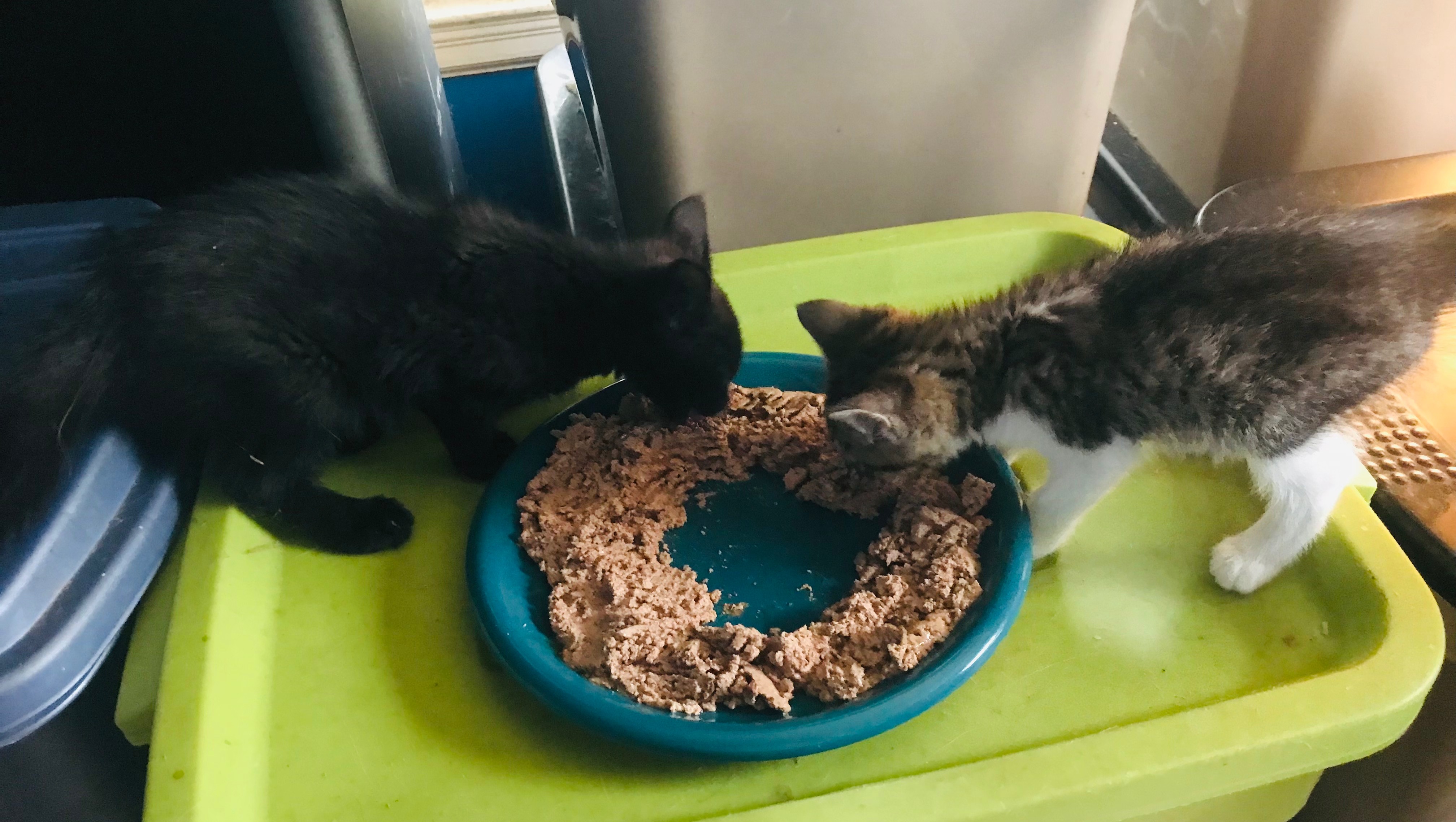 Fundraiser by Miriam DeVore Baby Cats Eat a Lot