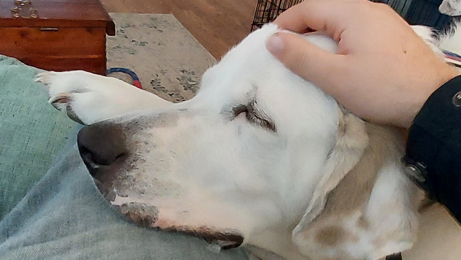 Fundraiser by Rai Da Guy My dog needs double hip replacement surgery.