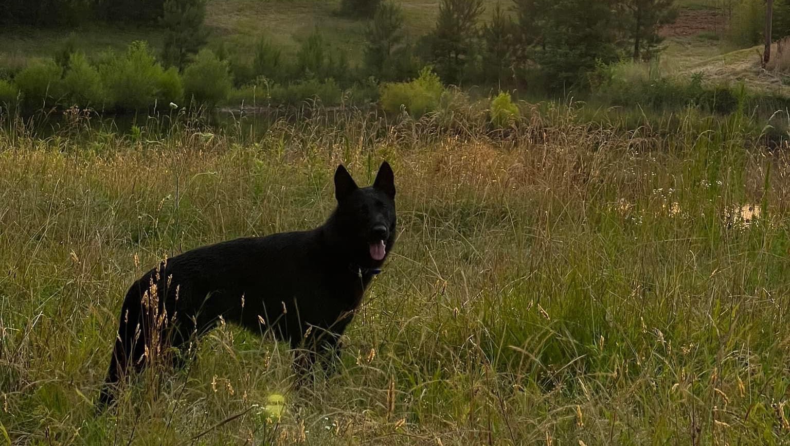 Fundraiser by Lena Barley Support Grim's Recovery Help Hannah and