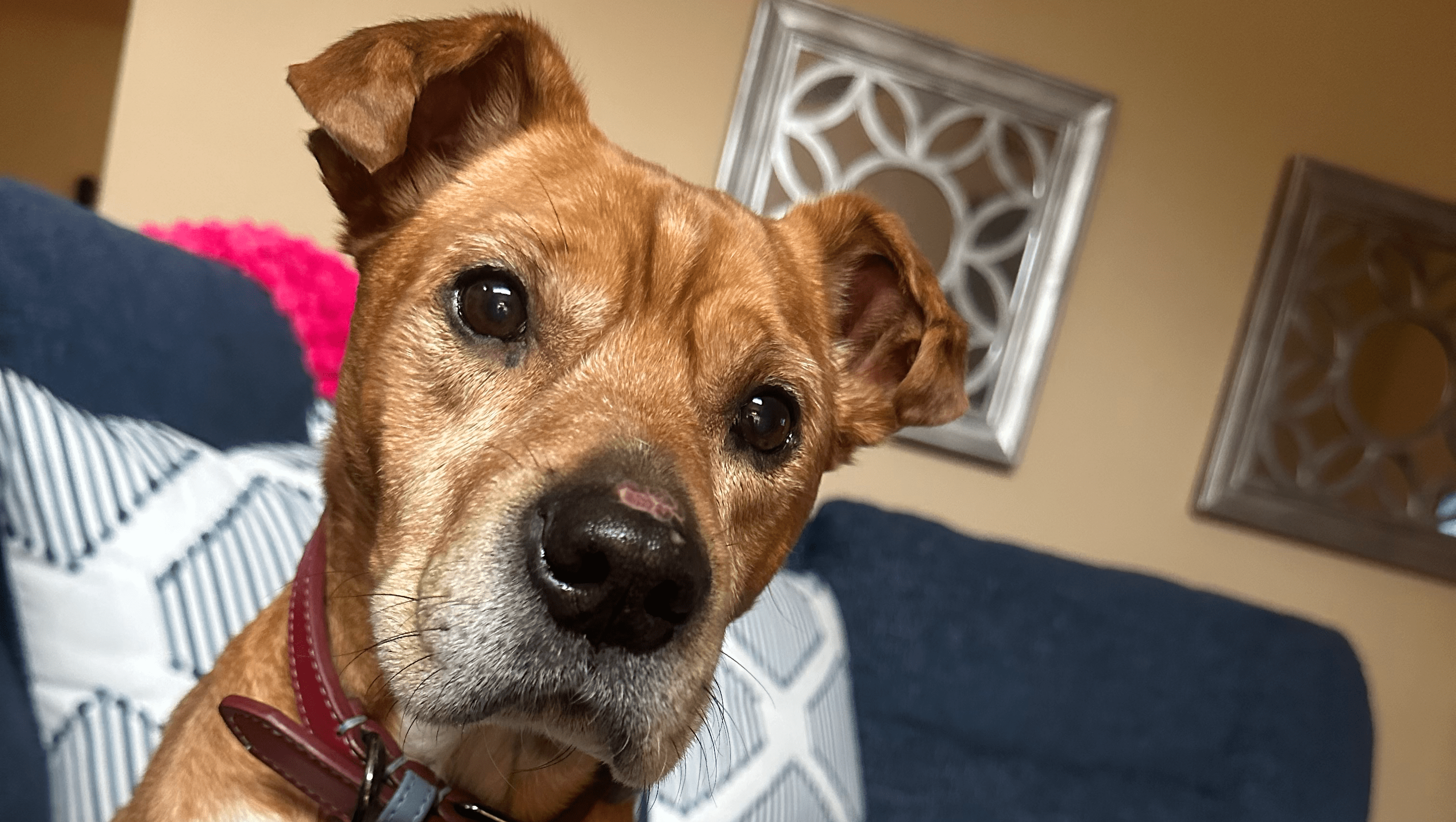 Fundraiser by Shannon Perry Help Dixon the Rescue Dog Get a Second Chance
