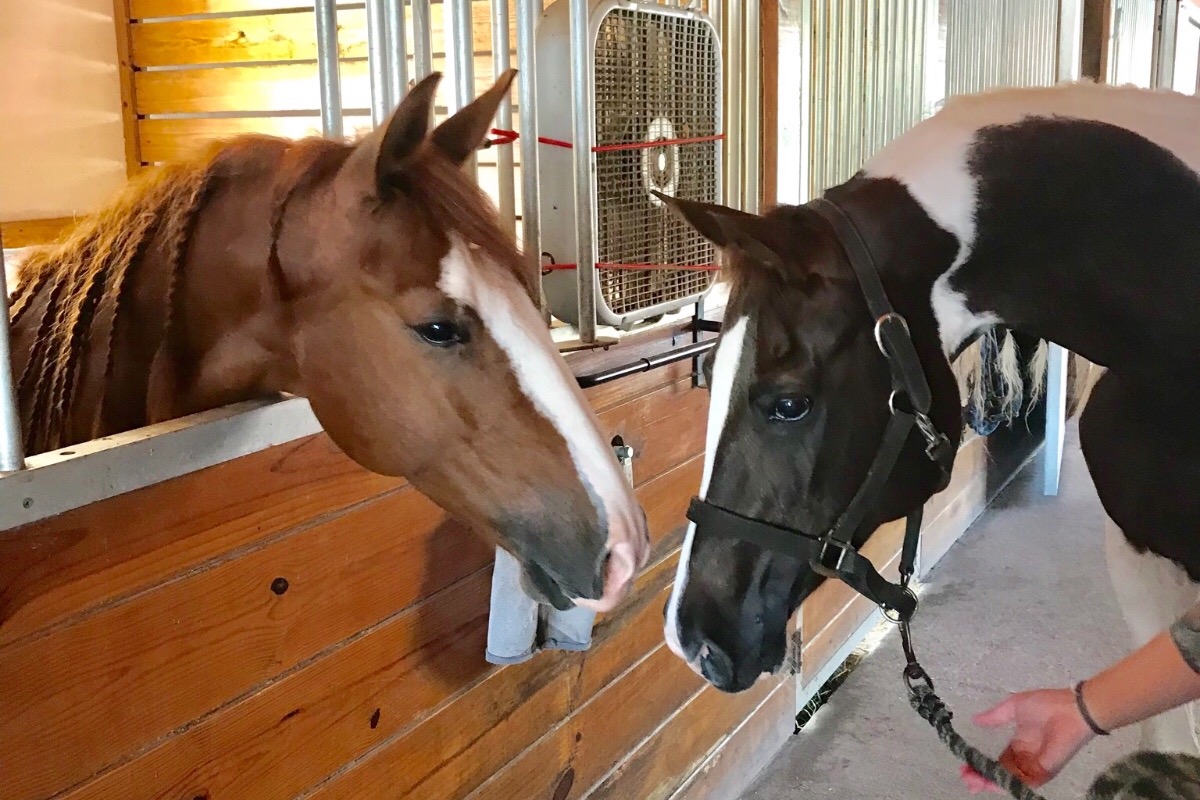 Fundraiser by Brittany Brett Therapy Horse Needs Prosthetic Leg!