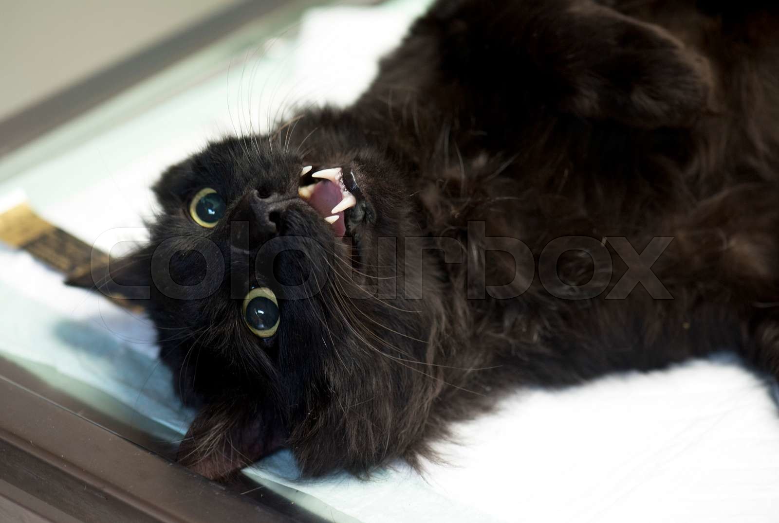 castration of a male cat Stock image Colourbox