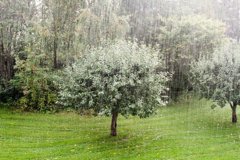 Apple tree, rain, bad weather, autumn, Stock Photo