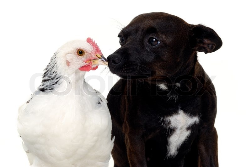 Kleiner Hund und Huhn Stockfoto Colourbox