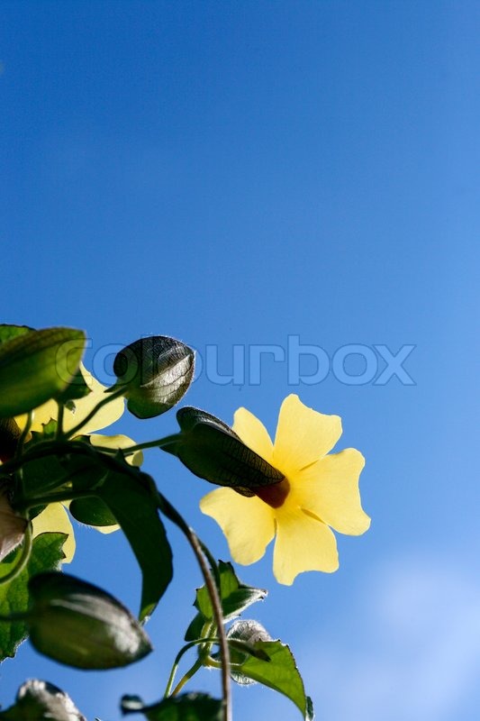 Sonnigen Tag Stock Bild Colourbox