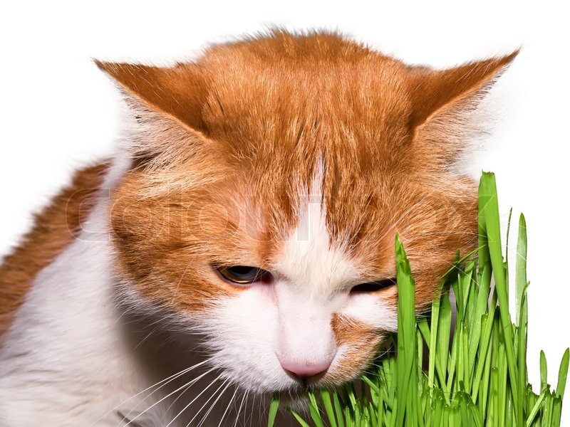 Katze Gras fressen Stock Bild Colourbox