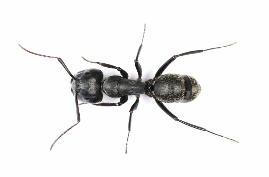 How to Get Rid of Carpenter Ants