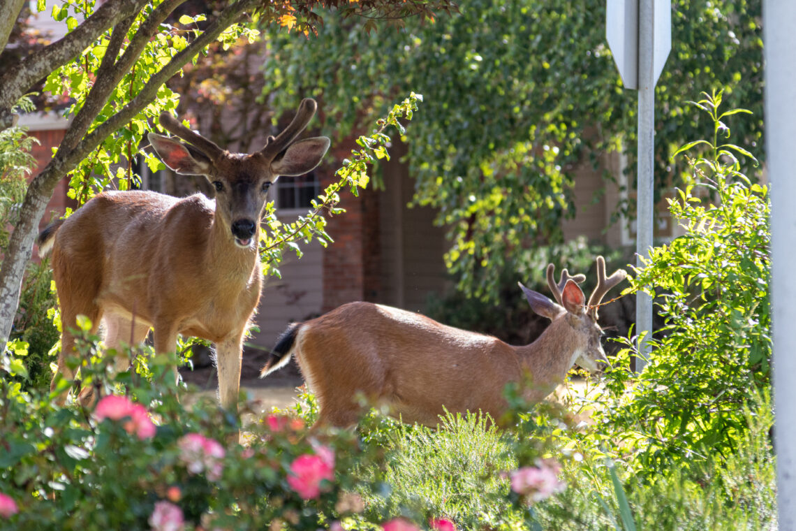 How To Keep Deer Out of Your Yard