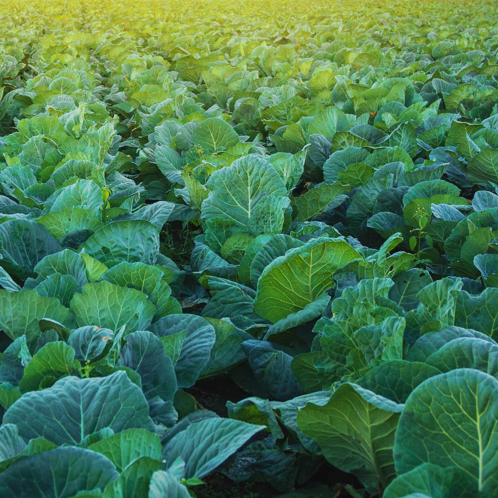 The History of Mustard Greens & Planting Them in the Coastal Bend The Bend Magazine