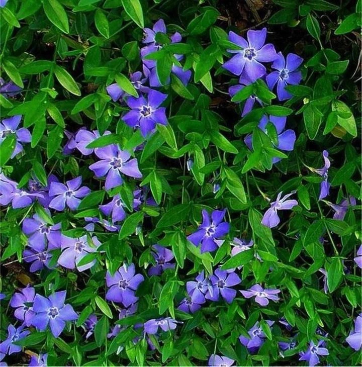 Blue Periwinkle Vinca Minor Atropurpureum,fast growing carpet plant for
