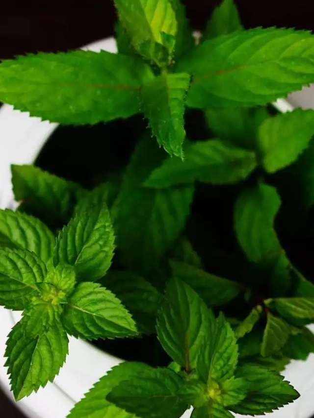 ಪುದೀನಾ ಸೊಪ್ಪಿನಲ್ಲಿದೆ ತಲೆನೋವು ಶಮನಕಾರಿ ಅಂಶ, ಇದರ ಸೇವನೆಯಿಂದಾಗುವ ಇತರೆ