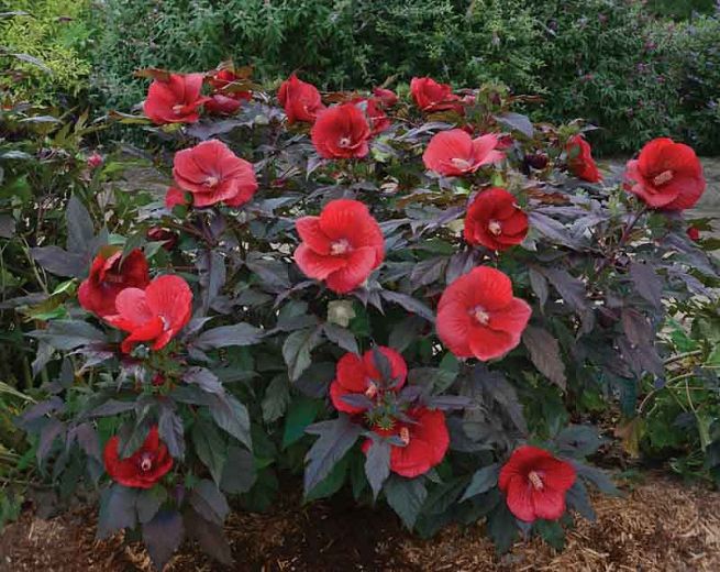 HIBISCUS ‘Midnight Marvel’ Rocky Dale Gardens Plant Catalog