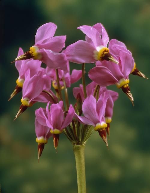 DODECATHEON meadia ???Aphrodite??? Rocky Dale Gardens Plant Catalog