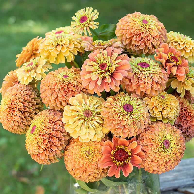 ZINNIA elegans ‘Queeny Orange Lime’ Rocky Dale Gardens Plant Catalog