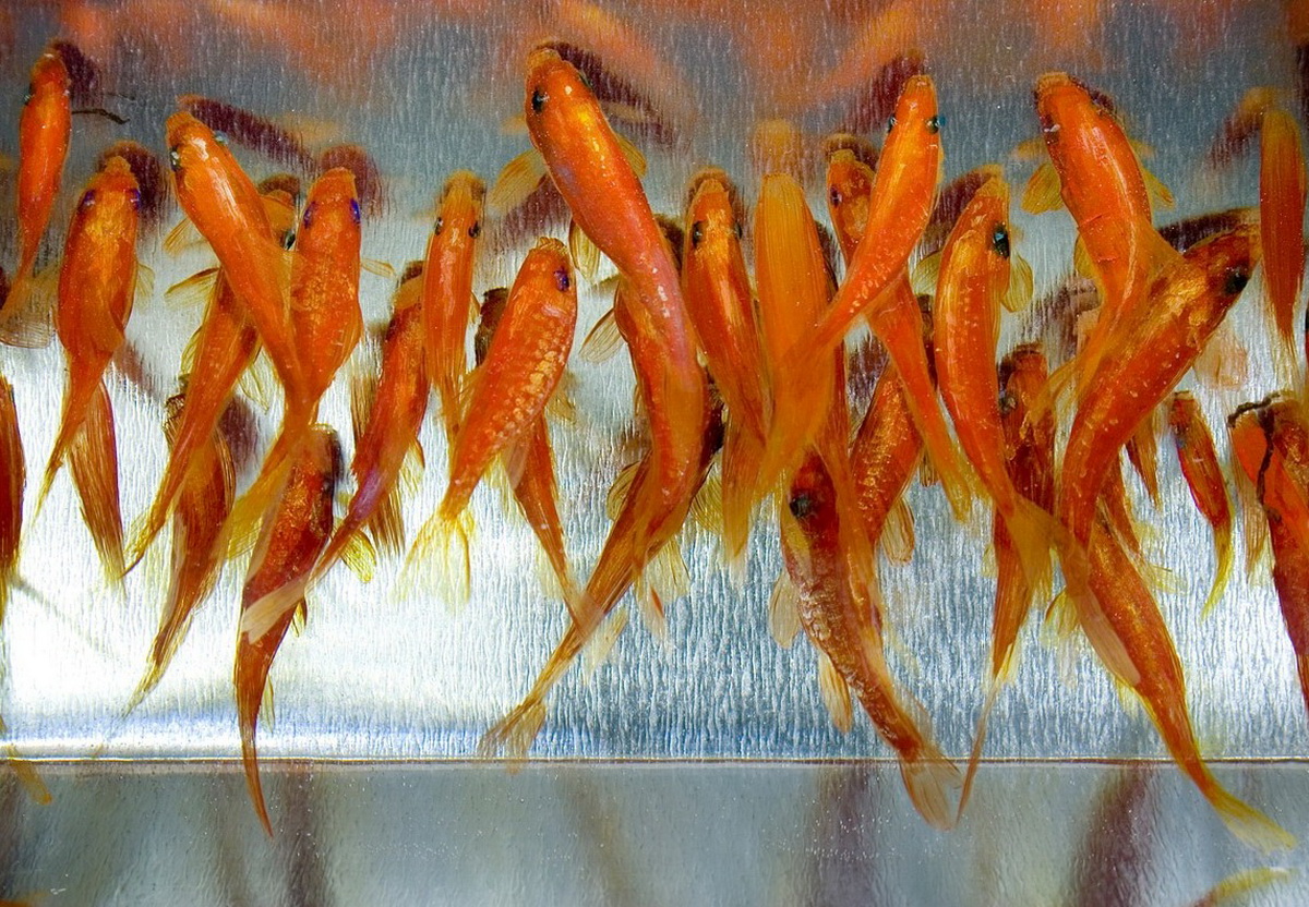 Famous Japanese Artists 10 Young Contemporary Art Talents Widewalls