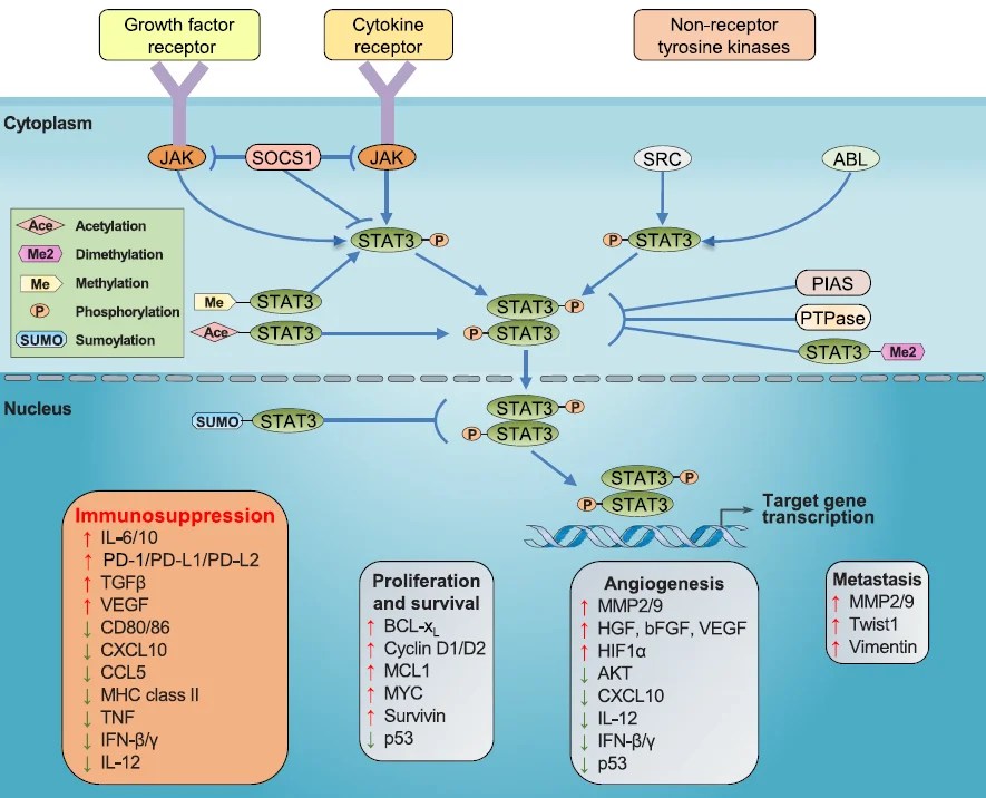 Understanding STAT3, the intersection of many carcinogenic signaling