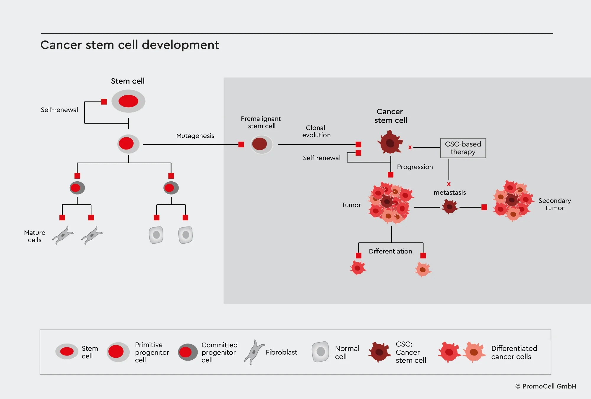 Cancer stem cells and their relation to tumor biology