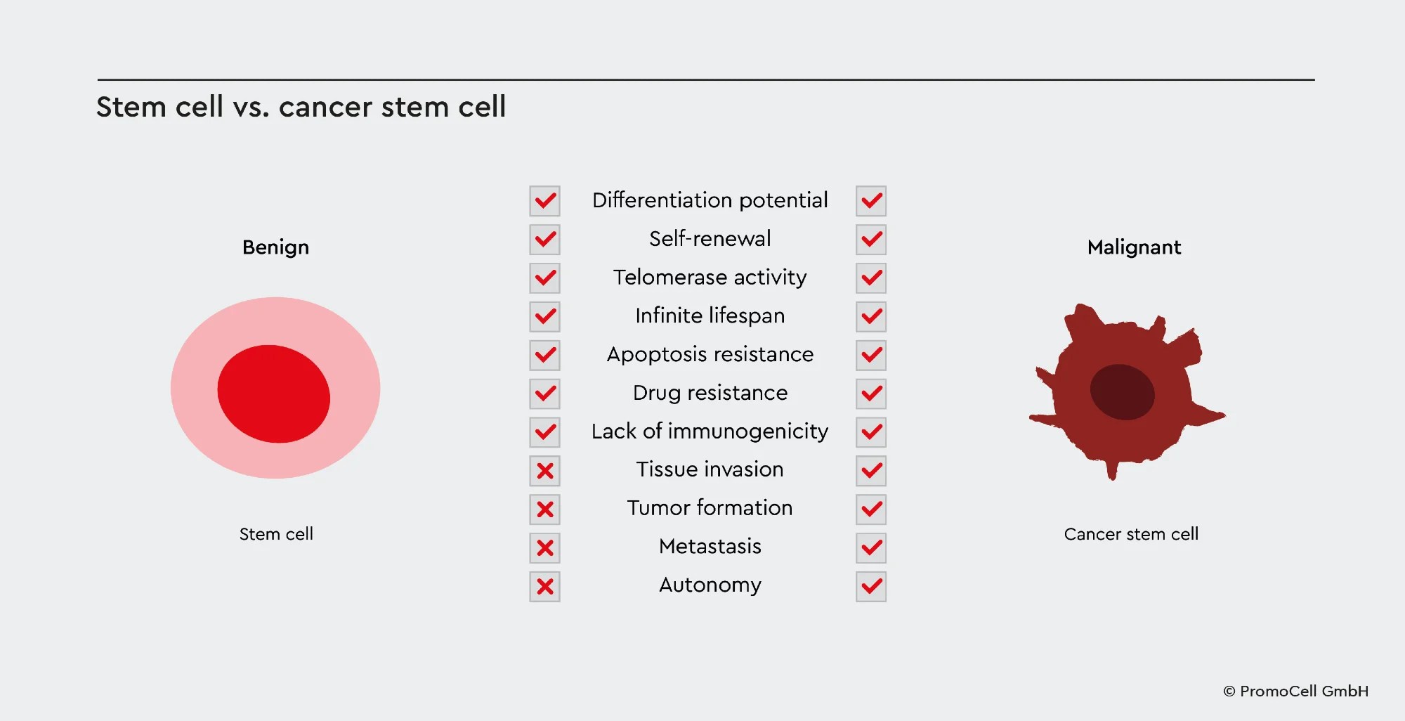 Cancer stem cells and their relation to tumor biology