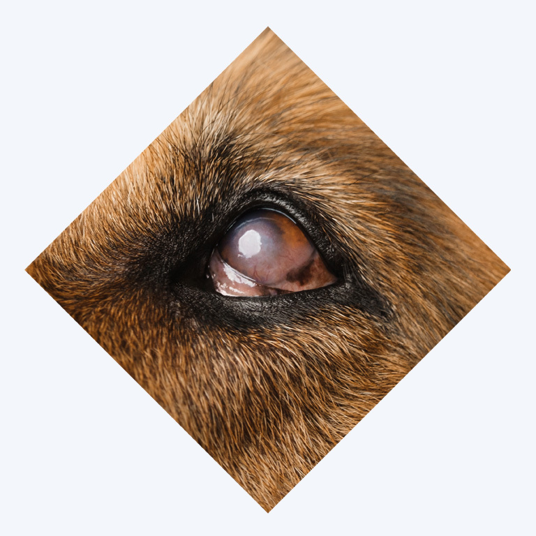 Millpledge Understanding eye irritation in dogs causes, signs and…