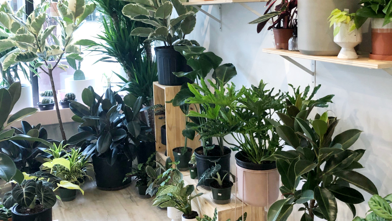 A look inside Toronto's newest tropical plant shop on Dundas West