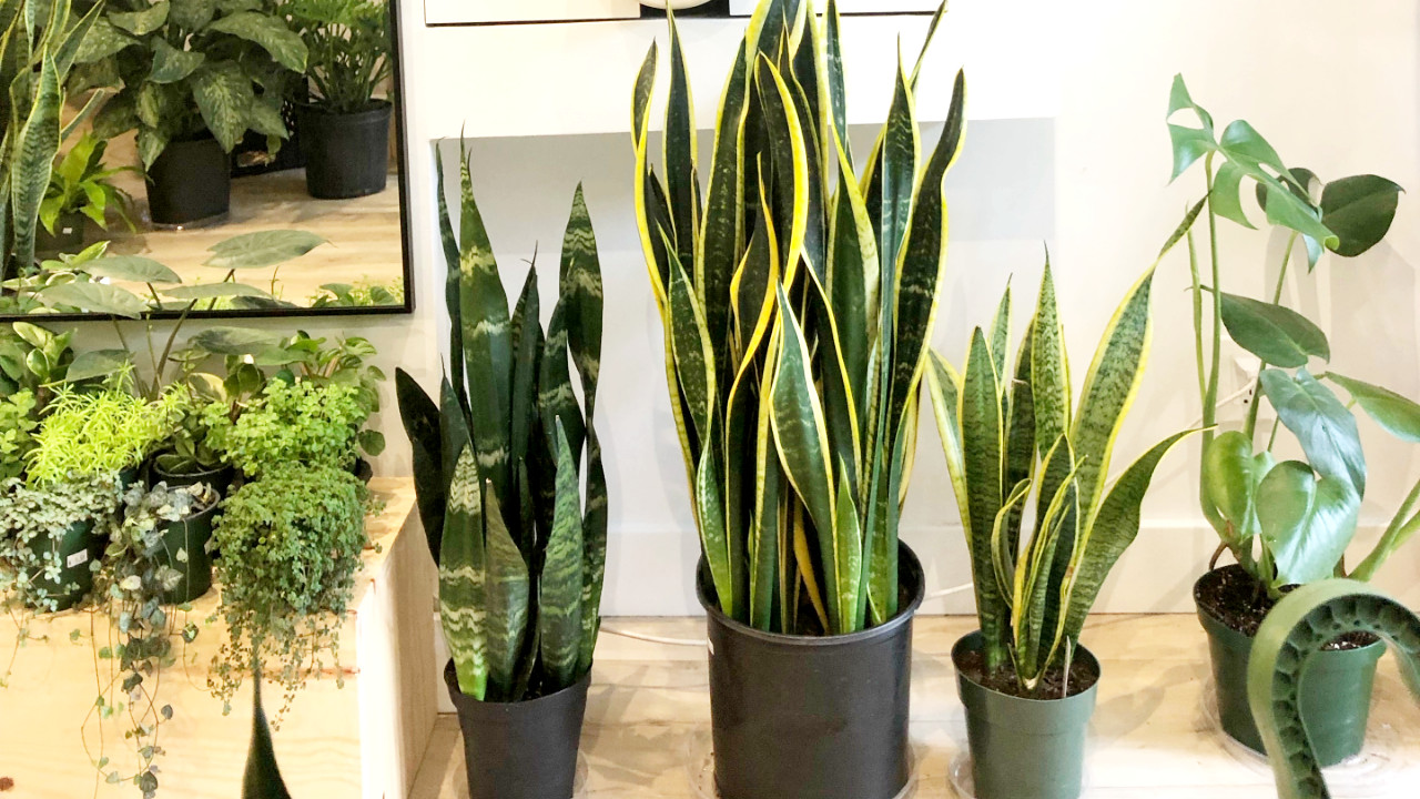 A look inside Toronto's newest tropical plant shop on Dundas West