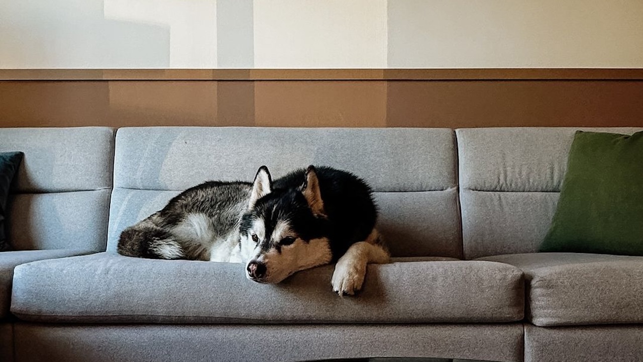 5 dogfriendly vacation spots in and near Toronto for a fall getaway