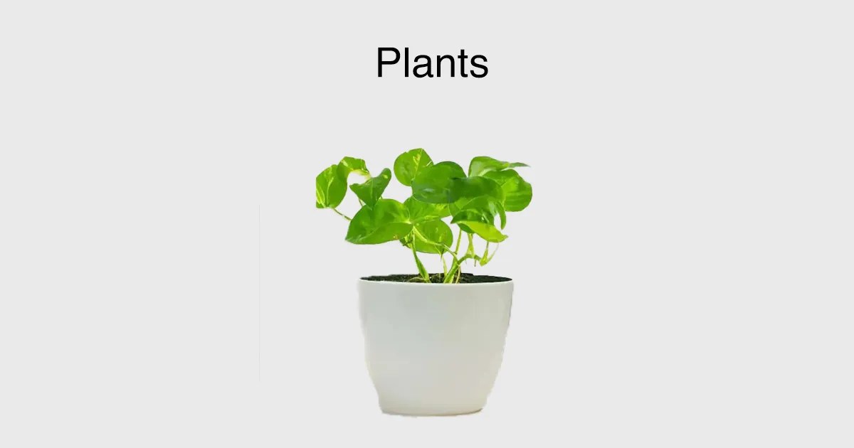 Buy Plants Online Dubai Online Plant Store Buy Any Flowers