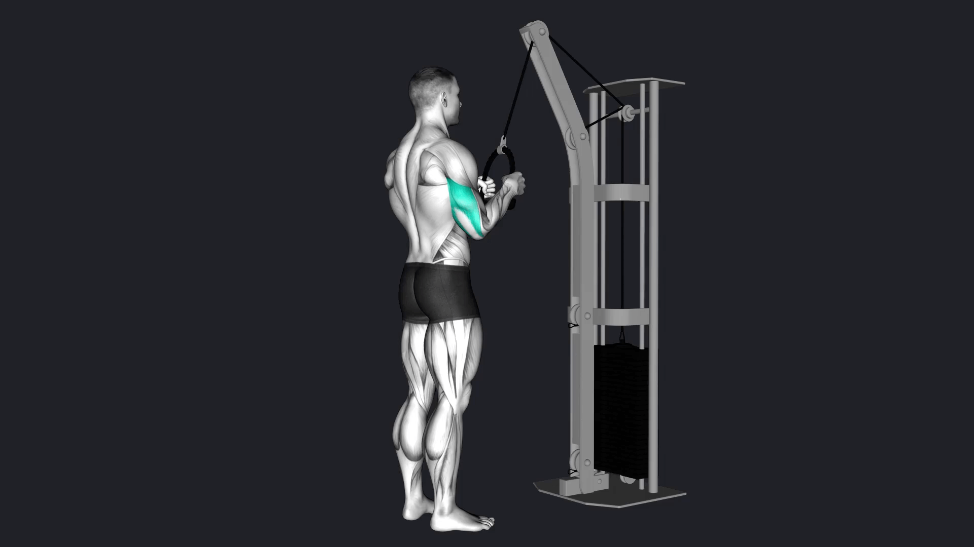 Cable Rope Tricep Extension vs Kneeling Triceps Extension