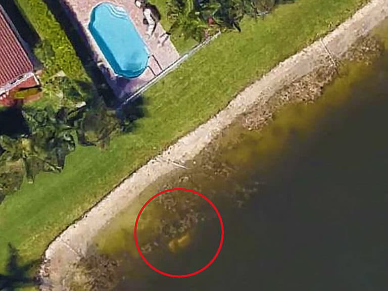 How Rain in Puddles is Dangerous for Your Pets Weather Forecast Now